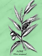 Florais de Bach Olive