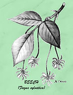 Florais de Bach Beech